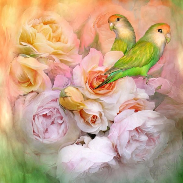 Кэрол Каваларис розы