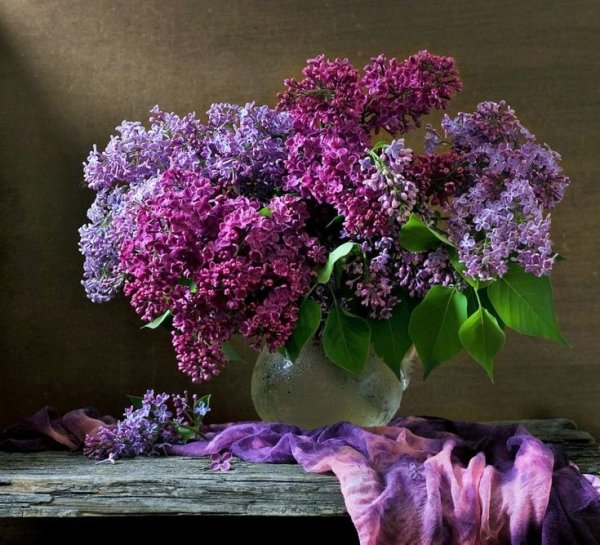 Сирень Анри Робер