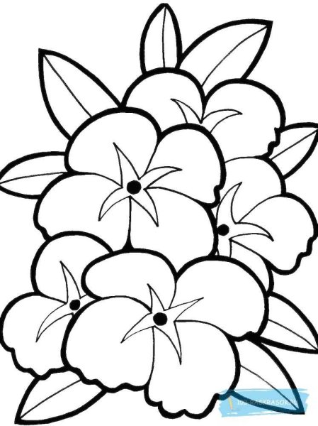 Цветы раскраска для детей