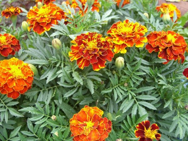 Marigold бархатцы
