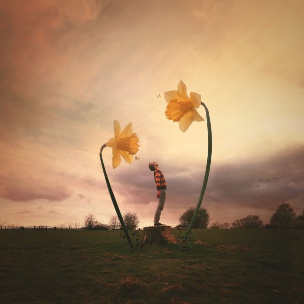 Сюрреализм цветы