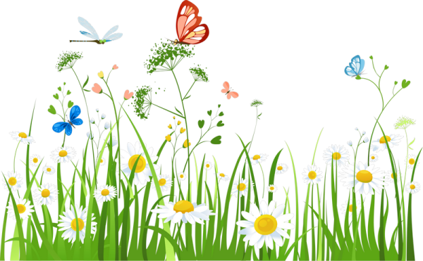 Летние цветы рисунок