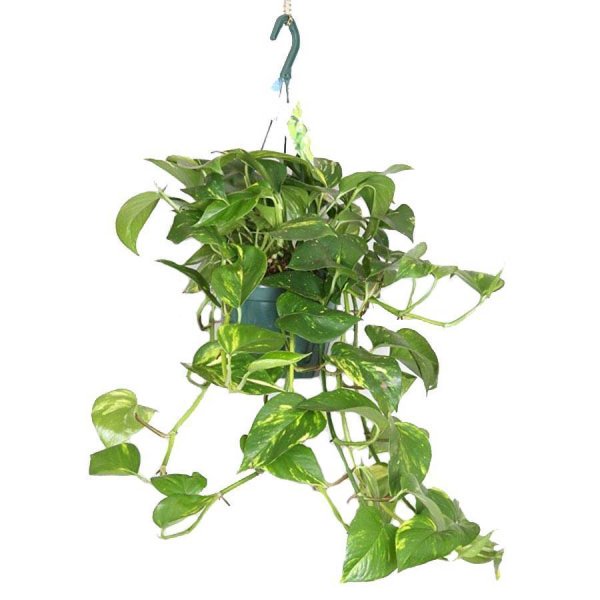 Лиана сциндапсус Эпипремнум