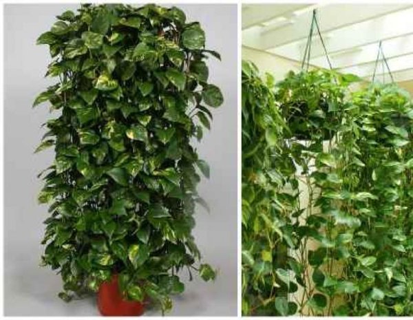 Комнатное вьющееся многолетнее растение