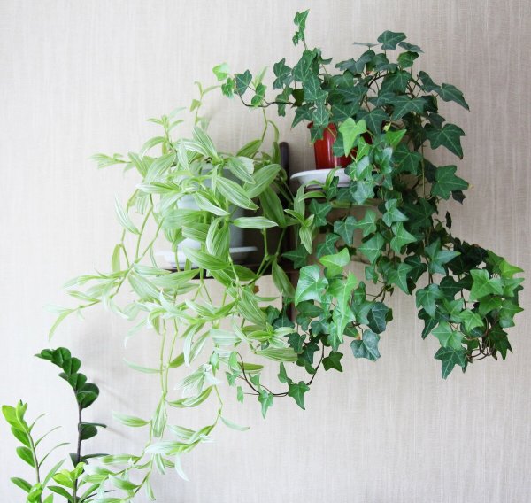 Сциндапсус Дьявольский плющ