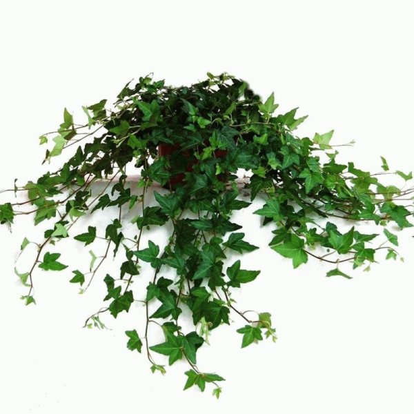 Плющ Вьюнок