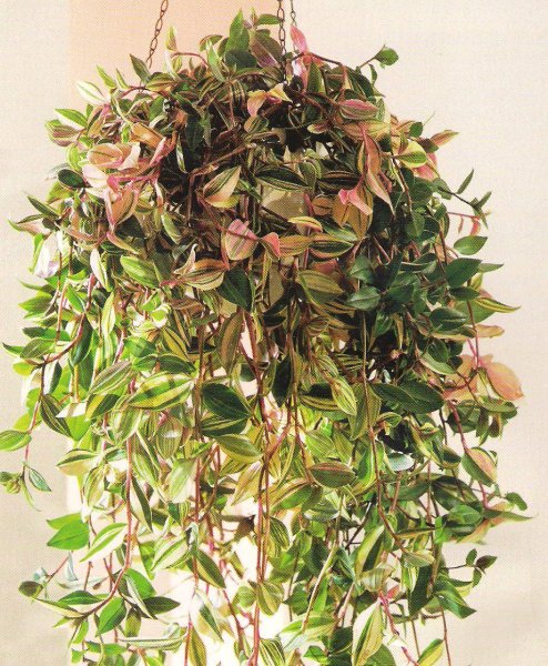 Традесканция Хойя