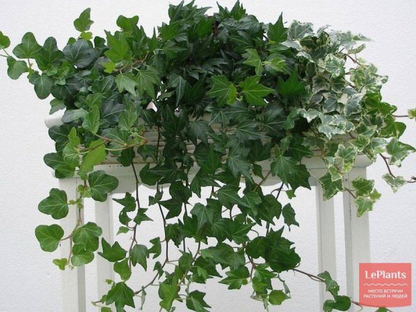 Лиана Хедера Хеликс