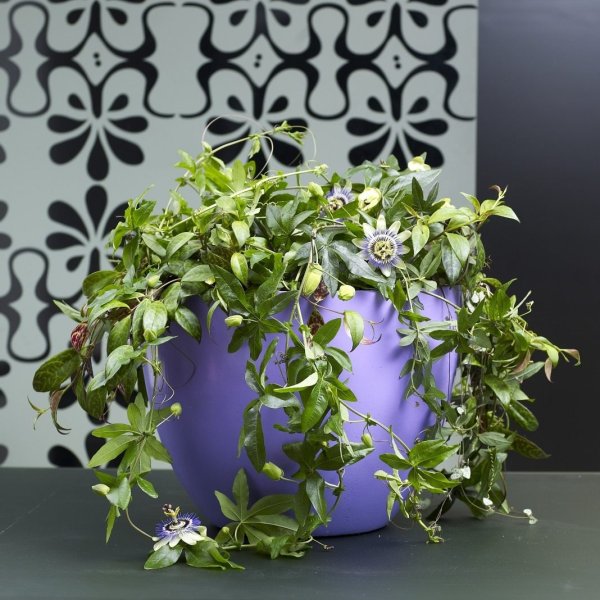 Пассифлора ампельная