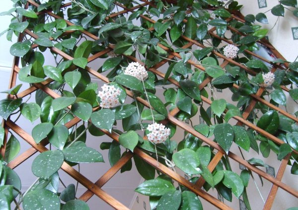 Цветок Вьюн Хойя