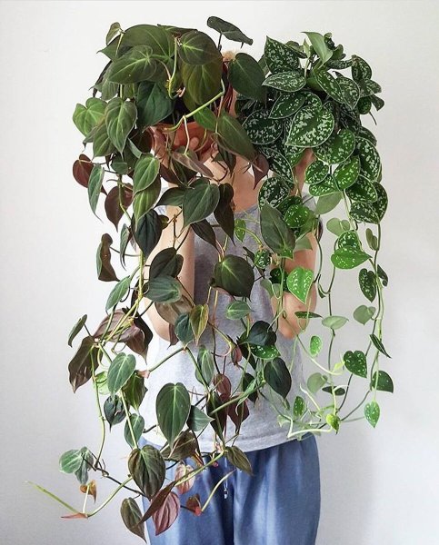 Сциндапсус Вьюн Лиана