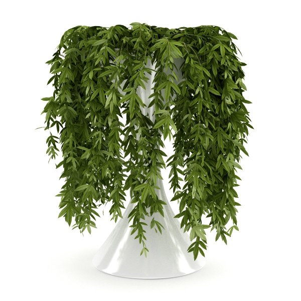 Папоротник Лесной ампельный