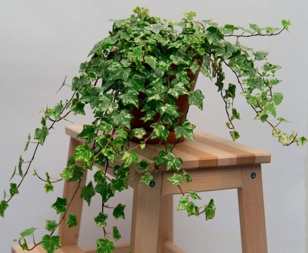 Растение Хедера Хеликс