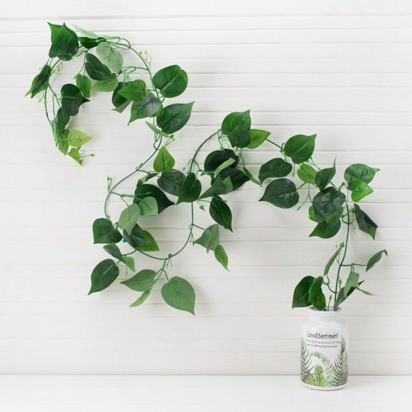 Вьюнок сциндапсус