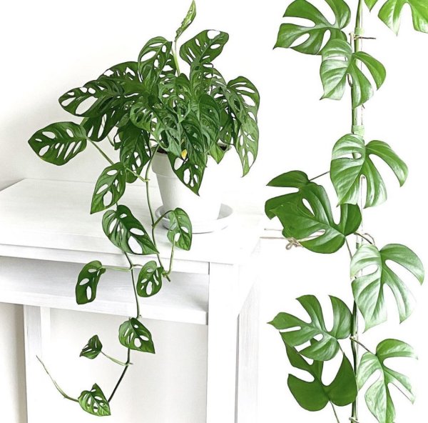 Монстера Лиана вьющаяся