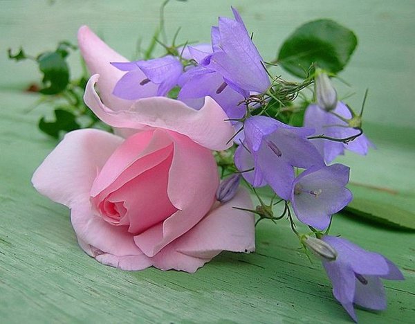 Красивые цветы для хорошего настроения