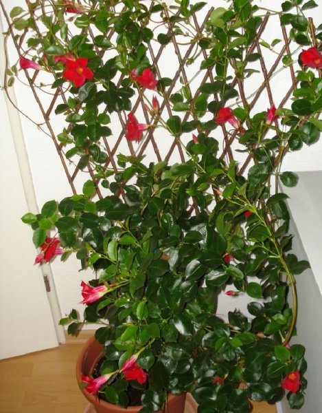 Комнатная Лиана дипладения