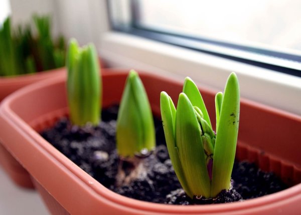 Выгонка мелколуковичных растений Крокус