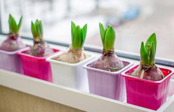 Гиацинт Росток