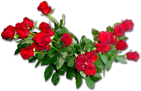 Букет красных роз на прозрачном фоне