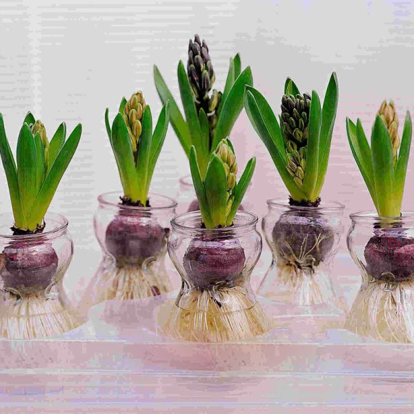 Луковица гиацинта