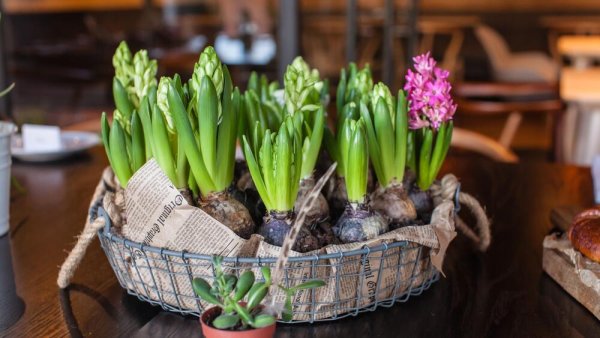 Гиацинт выгонка