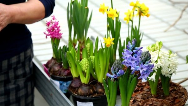 Выгонка тюльпанов гиацинтов нарциссов