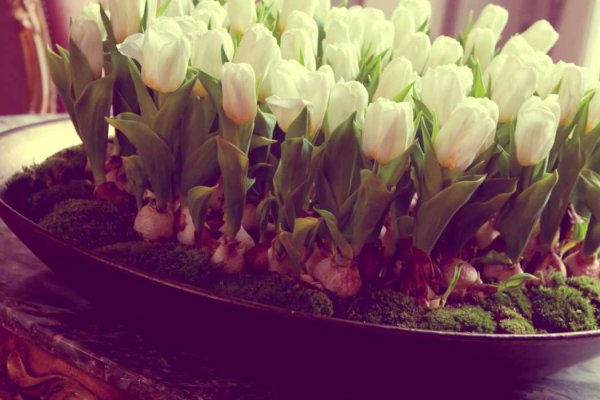 Луковица тюльпана на выгонку