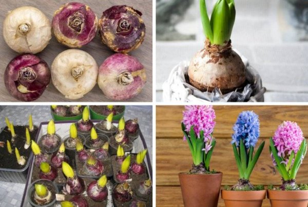 Луковицы гиацинтов для выгонки