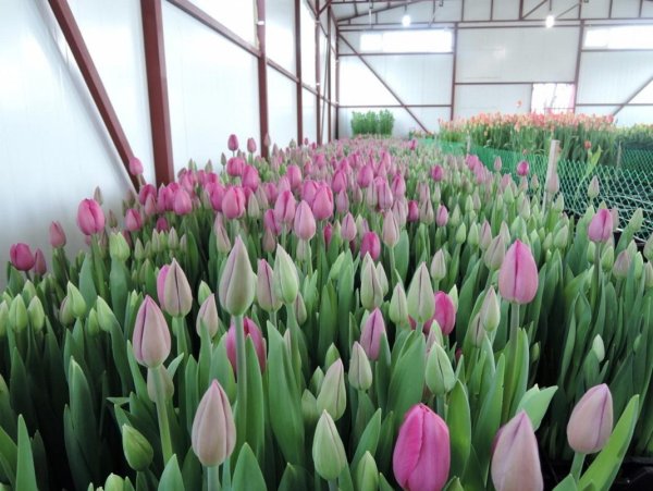 Выгонка тюльпанов