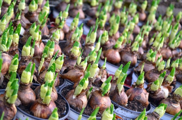 Луковицы крокусов выгонка