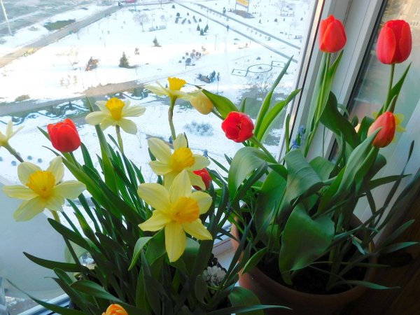 Выгонка луковичных зимой