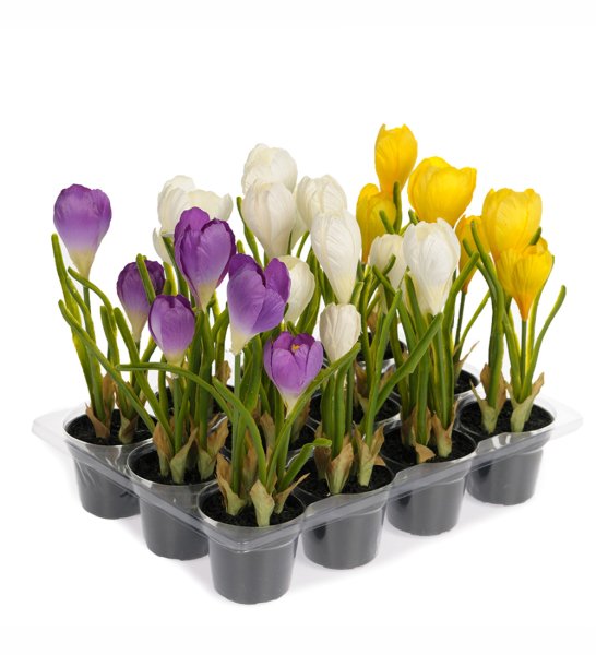 Луковичные цветы крокусы