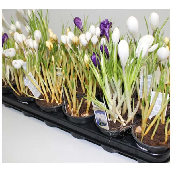 Крокус луковичный выгонка