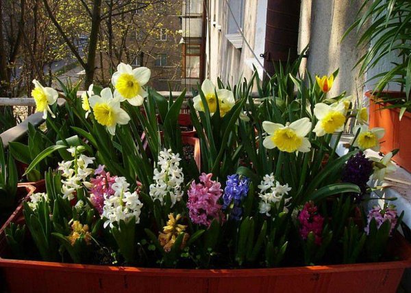 Тюльпаны крокусы гиацинты выгонка