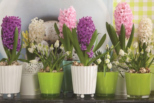 Крокусы и гиацинты в горшках