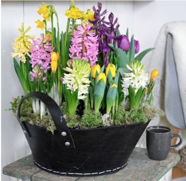 Выгонка луковичных гиацинтов