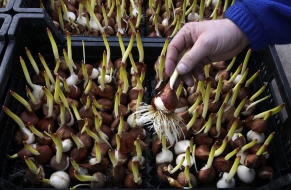 Доращивание луковиц тюльпанов