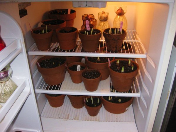 Цветочные горшки в подвале