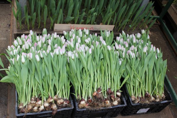 Выгонка мелколуковичных растений Крокус