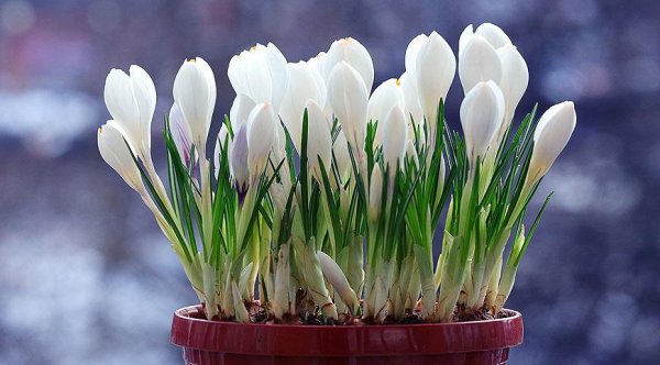 Крокусы в горшке