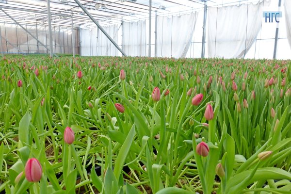Выгонка тюльпанов