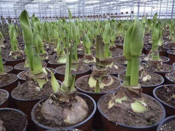 Гиацинт рассада