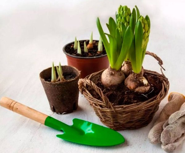 Гиацинт рассада