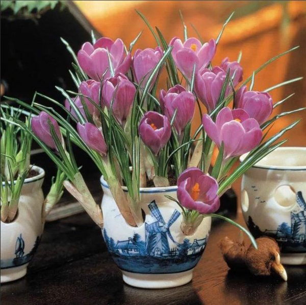 Луковичные крокусы