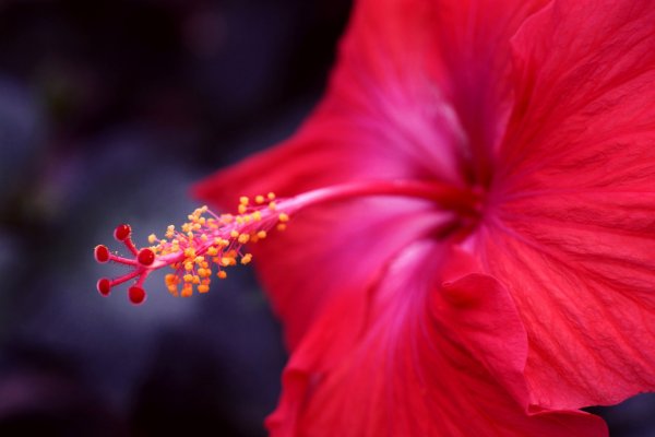 Цветок, Amaryllis, пестик