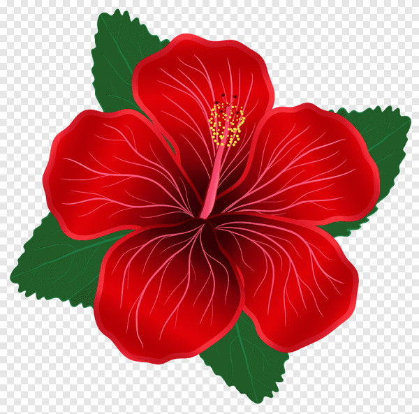 Красный гибискус – Red Hibiscus