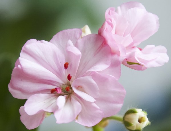 Элина цветочек