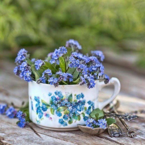 Букет незабудок в чашке
