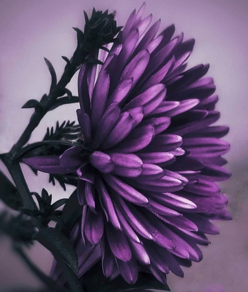 Фото на аватар цветы